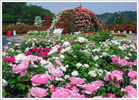花フェスタ記念公園